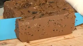 Chocolate mealworm cake and cricket salad, anyone?