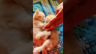 new born baby kittens #coco mama