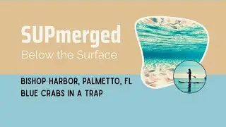 Bishop Harbor in Palmetto, FL &mdash; Video of some blue crabs in a trap (I did not tamper with the trap)