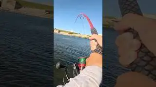 Один на миллион УЛЬТРА редкий речной монстр🤯(БЕЗУМИЕ)