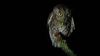 Eurasian Scops Owl (Otus scops) family, birding in Corfu, wildlife of Greece