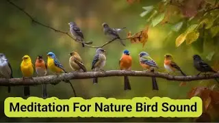 Meditation For Nature || Bird Singing || Natural Sound || Relaxing Sound || Mp Media