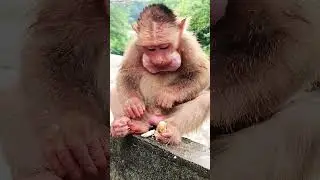 Cute baby monkey 2021