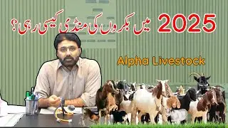 2025 Bakra Mandi Review | Sales | Rate | Alpha Livestock
