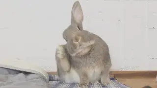 肝心なとこは非公開。カメラ前ではモデルなうさぎさん🐇【651】