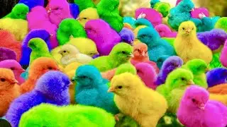 Tangkap Ayam Lucu, ayam warna warni, ayam rainbow, kelinci lucu, bebek lucu, ikan koi, Hewan Lucu