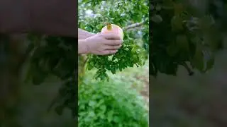 Let's Having Fun Picking Fresh Pomegranates #satisfying #short