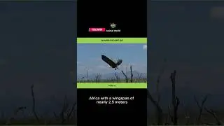 NAMIBIA HOANG D&Atilde; : Phần 4 #animalworld  #animals  #thegioidongvat  #fyp  #ai