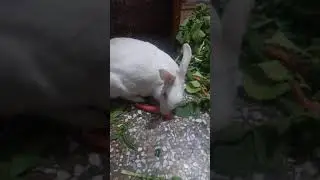 chiki rabbit 🐰🐰 eat carrot 🥕🥕🥕