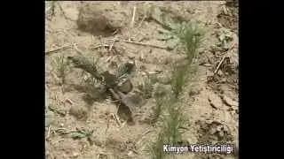Kimyon Yetiştiriciliği