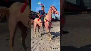 so beautiful Finnish Horse