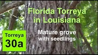 Florida Torreya in Louisiana - Mature Grove with Seedlings (2018)