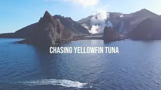 Epic Diving Adventure: Chasing Yellowfin Tuna in Whakatane's Waters
