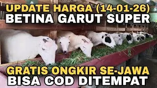 UPDATE HARGA BETINA GARUT SUPER (GRATIS ONGKIR SE-JAWA DAN BISA COD DITEMPAT)