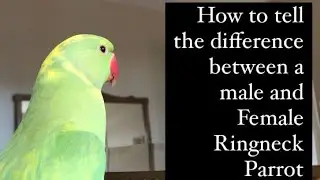 How to tell the difference between a male and female Indian Ringneck parrot.(with subtitles)