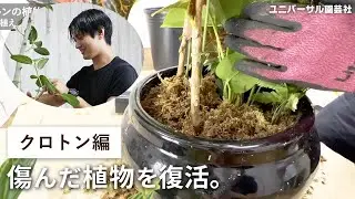 【動画で解説】傷んだ植物をメンテナンス！クロトン編