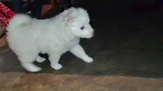 Bella ki Harkate 🌟 ll Bella Puppy ll Cute Dog ll Animal Lover ll Animal Care ll Pet