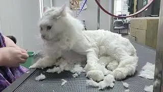 beautiful white cat no sedation but a lil spicy