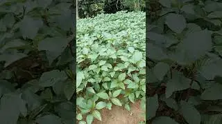 Red spinach #world farm#shorts video?