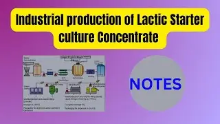 Industrial production of Lactic starter culture concentrates|Lactic acid bacteria preparation.