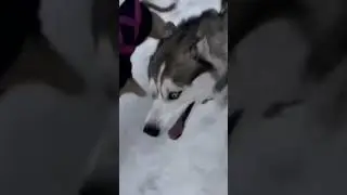 #husky #хаски #хаскивидео #хаскидляласки #huskydog #huskylovers #стаффорд