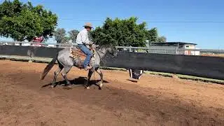 Titanium Blue - rising 3 year old blue roan colt