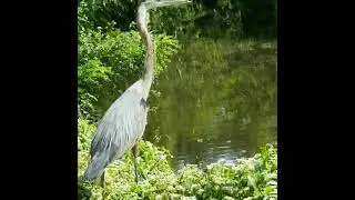 Don't  Stand Still.  Take Flight.  SOAR!  #soar #egret #fly #flying #soaring