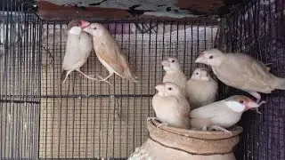 Mehran Birds is live! Fawn Java pair with self chicks