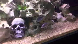 Dead fish can Pollute your tank if not removed