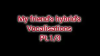 My friend's hybrid's vocalisations pt.1/3