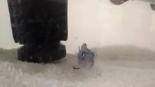 Powder blue cichlid holding fry