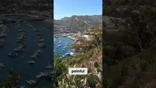 Cactus Adventure: Tiny Lizard & Lookout Views on Catalina Island!