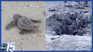 Sea turtles nests hatch on Grand Strand beach; Newly hatched sea turtles emerging from nest