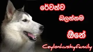 Akeera the husky girl..angry mood on..😍