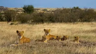 Masai Mara | 6 Minutes of Raw Wilderness | No Music, No Filters, Just Nature