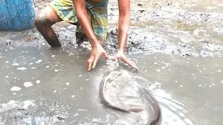 Find Catfish In Pond By Village Boy Fishing! Catching Giant & Big Catfish By Mud Water In Dry Season
