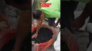 ঝুড়িতে লালশাক চাষ Part 3 - Pijush Mallick