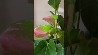 Anthurium plant is for strength & perseverance #flamingo #hospitality #strengthandpower #anthurium