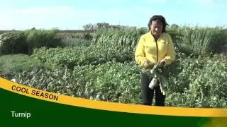 Cover Crop Selection 2: Broadleaves
