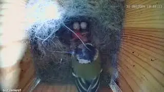 Birdnest 1: great tit nest (2 unhatched eggs and 1 hatchling) - May 21st 2025