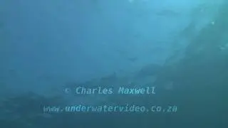 Mako & Blue sharks Filmed by Charles Maxwell