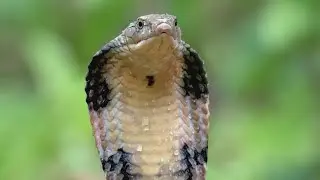Dallas Zoo confirms its aiding officials in Grand Prairie with missing cobra snake search