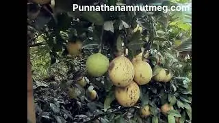 Best nutmeg variety #punnathanam #nutmeg #farming