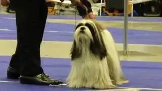 International Dog Show 