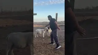 Borregas pre&ntilde;adas#goatsworld