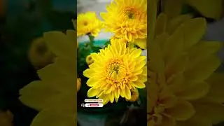 🌼फूल #instagram&hearts;️ #oldisgold 🎶#90s #whatsappstatus #tranding #nature #naturelovers