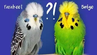 The difference between the terms Budgie and Parakeet