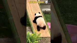 🌎 Wild Animal Power 💀 | Nature&rsquo;s Real Monster