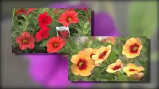 Calibrachoa - Southern Gardening TV, April 20, 2014