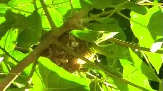 Бюльбюль Бленфорда Pycnonotus blanfordi на гнезде